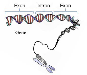 Genome-wide CAS9 Screening